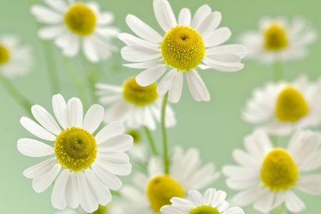 chamomile flower benefits 