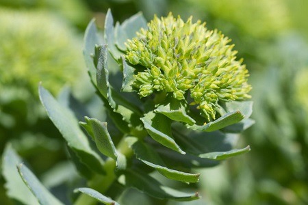 adaptogens rhodiola rosea