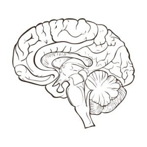 music and brain development