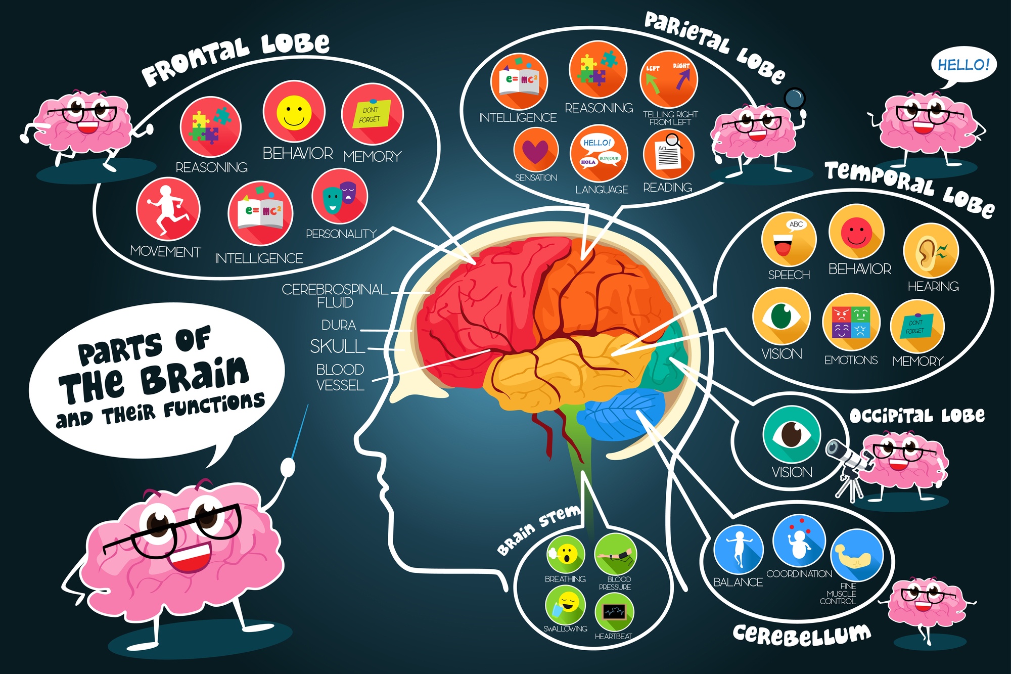 parts and functions of brain