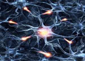 brain neurons