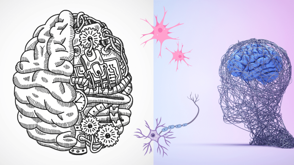 human brain neurons raikov effect 