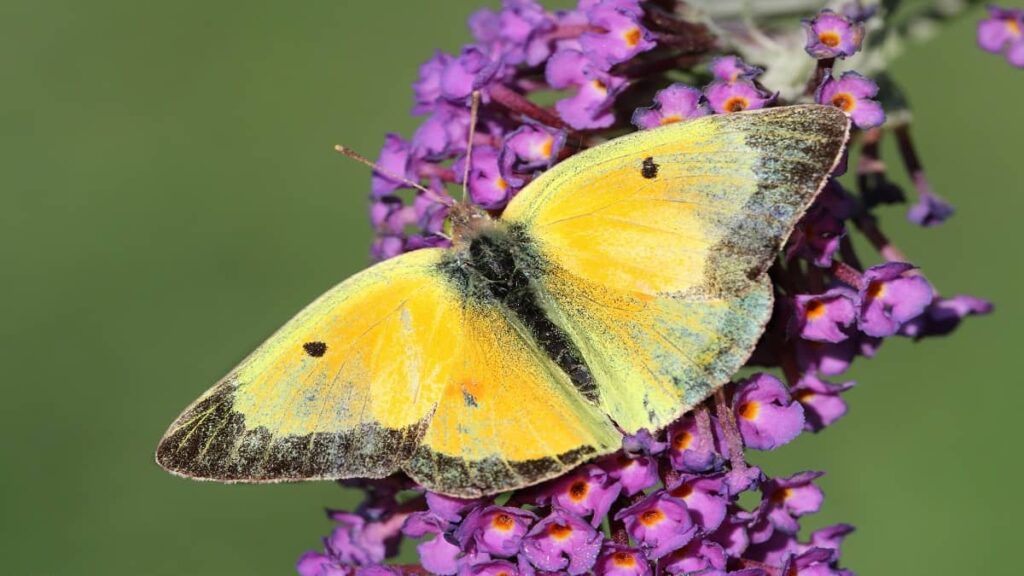 sulphur butterfly meaning