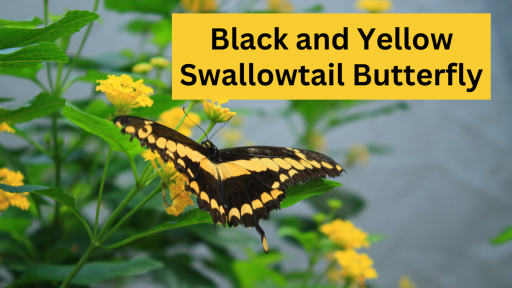 black and yellow swallowtail butterfly