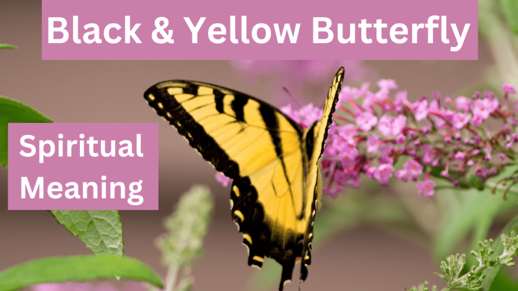 black and yellow butterfly spiritual meaning and symbolism