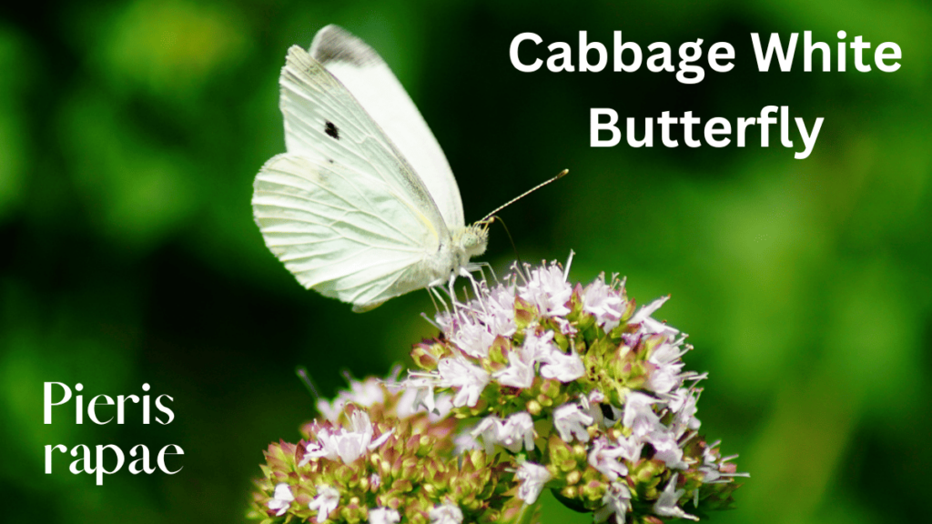 cabbage white butterfly spiritual meaning