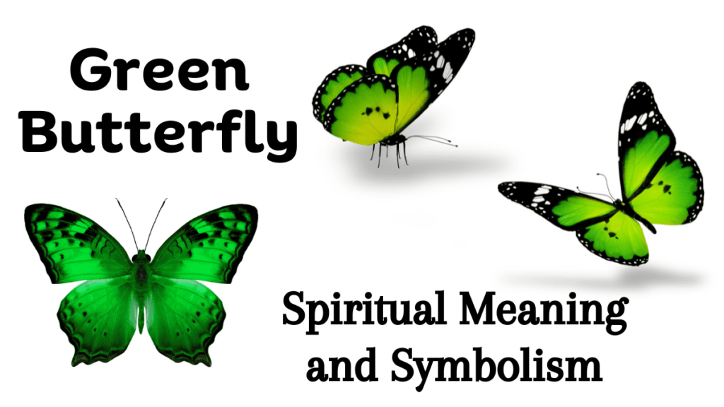 green butterfly spiritual meaning and symbolism 