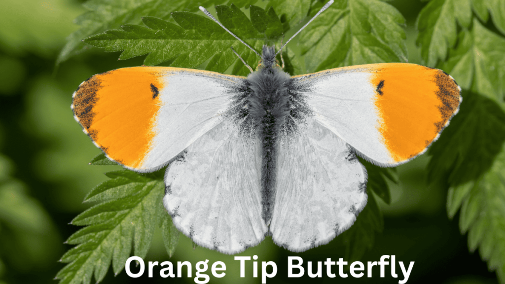 orange tip butterfly spiritual meaning 