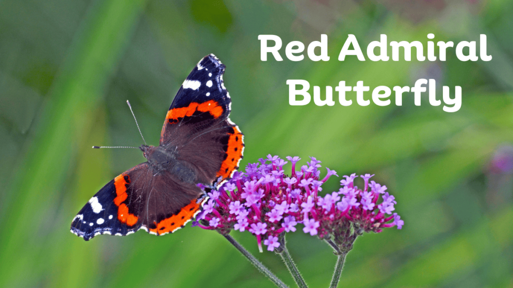 red admiral butterfly 