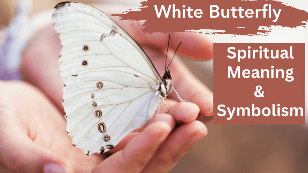 white butterfly spiritual meaning and symbolism