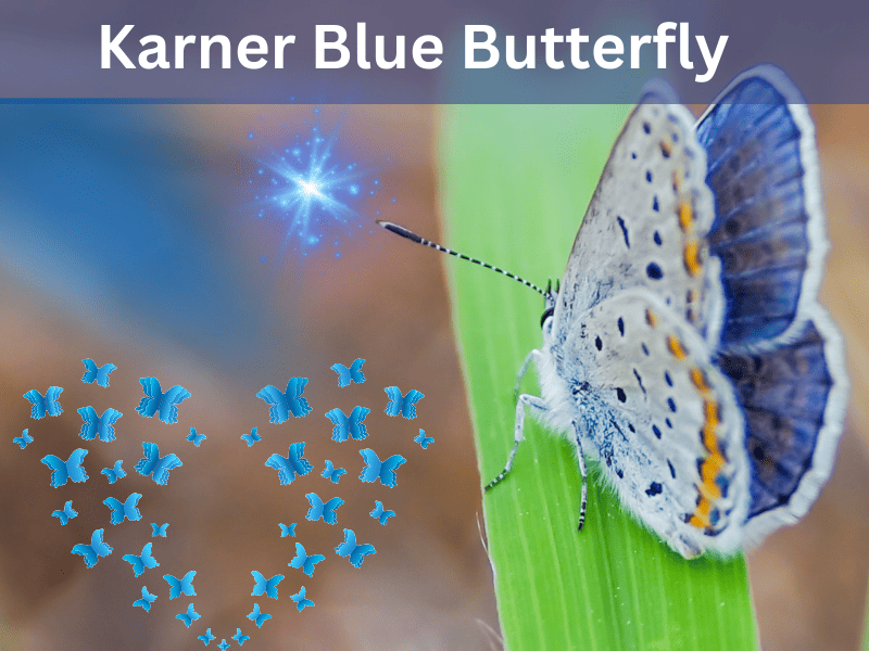 karner blue butterfly 