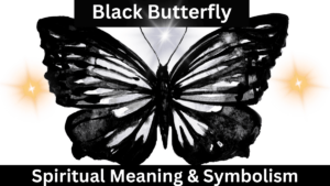 black butterfly spiritual meaning and symbolism