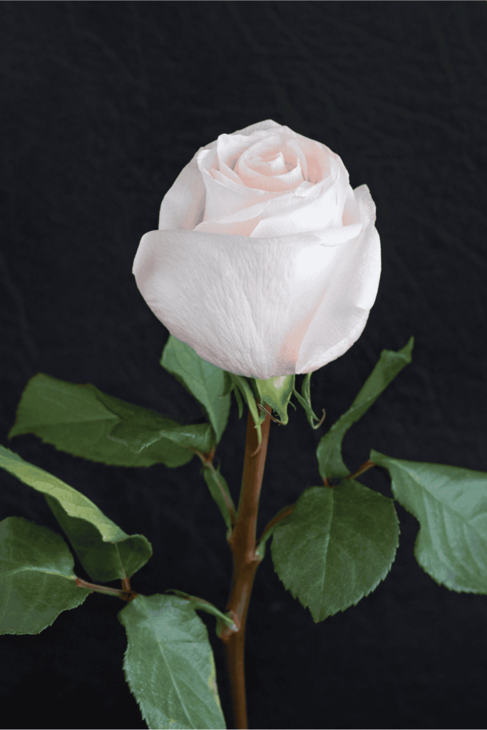 white rose spiritual meaning 